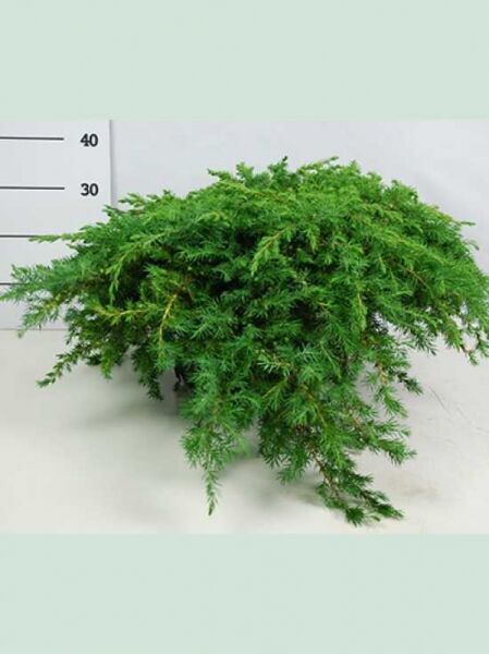 Kriech-Wacholder Juniperus conferta 'Schlager', flach wachsender, dichter Nadelstrauch im Container, 50–60 cm breit, C20.