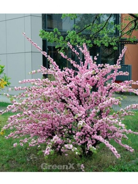 Mandelbäumchen 'Rosenmund' / Prunus triloba 'Rosenmund'