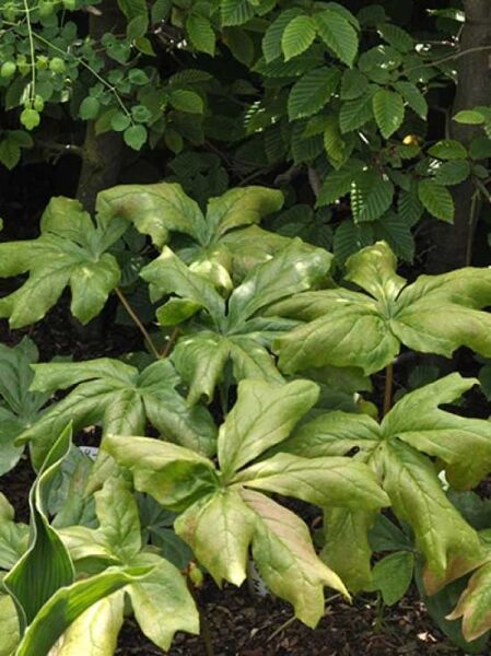 Podophyllum peltatum / Fußblatt / Schild-Maiapfel
