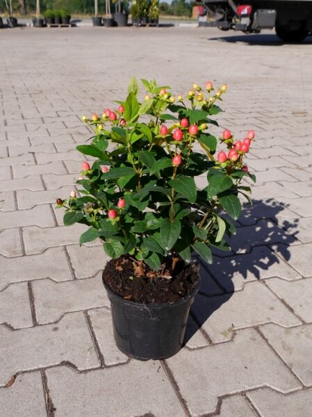 Johanniskraut 'Miracle Summer' / Johanniskraut 'Miracle Summer'