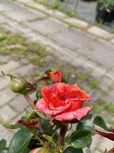 Beetrose 'Orangerie' ® / Beetrose 'Orangerie' ®