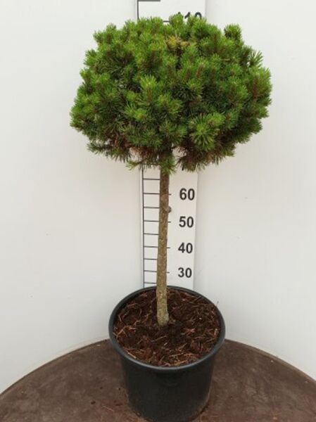 Pinus mugo 'Wintergold' / wintergelbe Zwerg-Bergkiefer, 50 cm Stamm, im C15-Topf als Hochstamm mit runder Krone