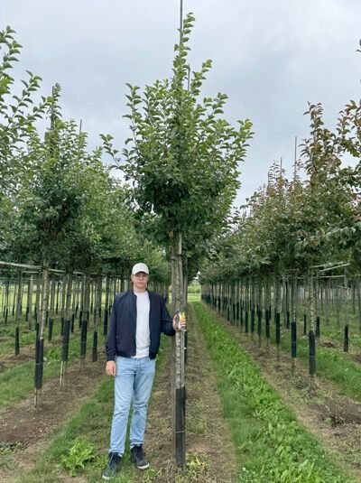 Malus 'Evereste' / Zierapfel 'Evereste' Hochstamm 14-16 StU mit Drahtballierung, Baum mit grüner Krone auf dem Feld