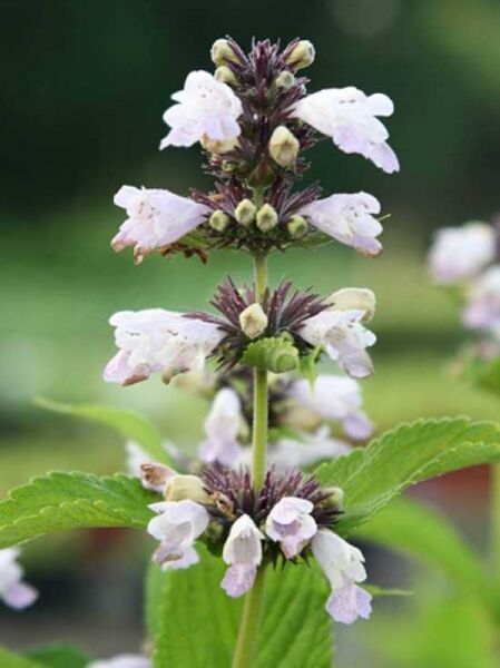 Nepeta subsessilis 'Sweet Dreams' / Sitzende Katzenminze