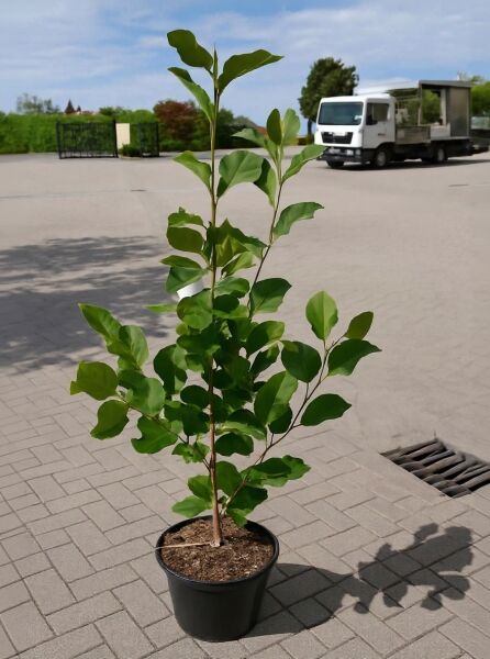 Magnolia 'March Till Frost' / Magnolie 'March Till Frost' 100-125 cm C12, junge Pflanze im schwarzen Topf mit grünen Blättern