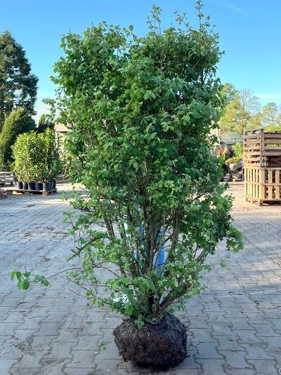 Lonicera xylosteum, Gewöhnliche Heckenkirsche (Rote Heckenkirsche), Beinholz 175-200 cm m. B., mehrstämmiger Strauch mit Laubballen