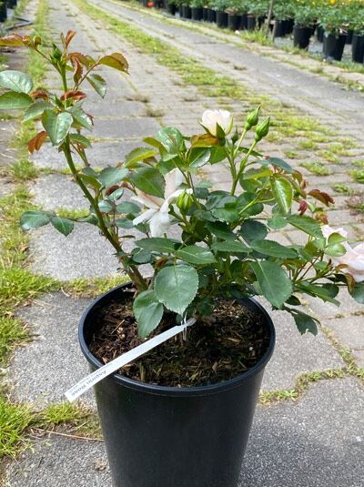 Strauchrose Rosa 'Agnes Schillinger' im C5-Topf, grünes Laub mit rötlichem Austrieb, mehrere Knospen und eine helle Blüte.