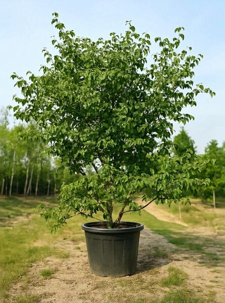 Japanischer Blumen-Hartriegel (Cornus kousa), mehrstämmig, 200–250 cm, im Container, grünes Laubgehölz im Topf