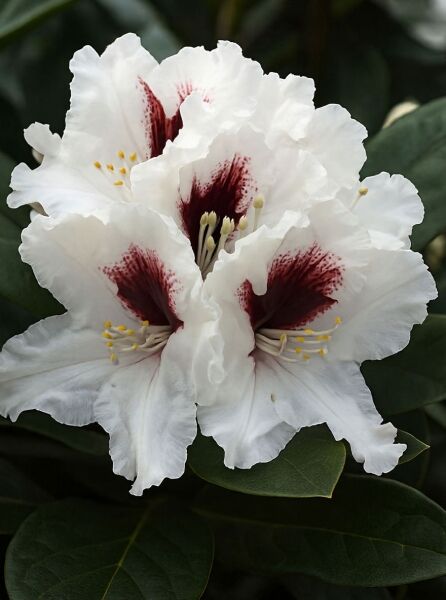 Rhododendron 'Hachmann's Picobello' (Rhododendron Hybride) mit weißen Blüten und weinroter Zeichnung, Nahaufnahme der Blütenstände.