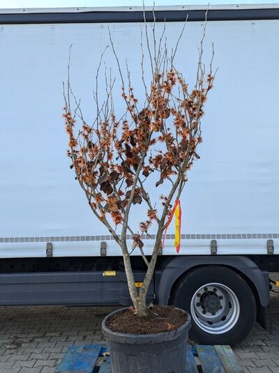 Zaubernuss 'Jelena' - Hamamelis intermedia 'Jelena' - Baumschule NewGarden