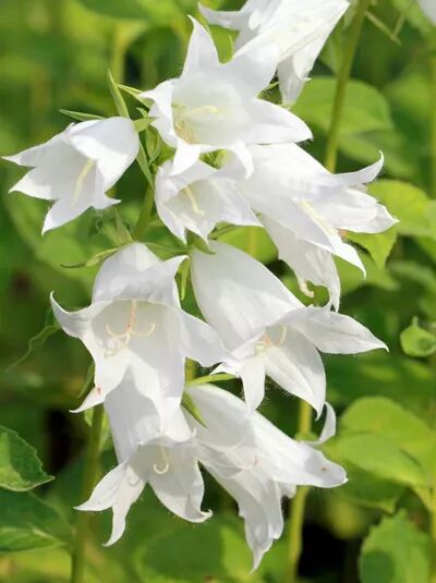 Glockenblume / Campanula Alba