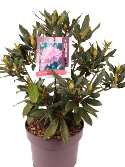 Pontischer Rhododendron 'Roseum' / Rhododendron ponticum 'Roseum'
