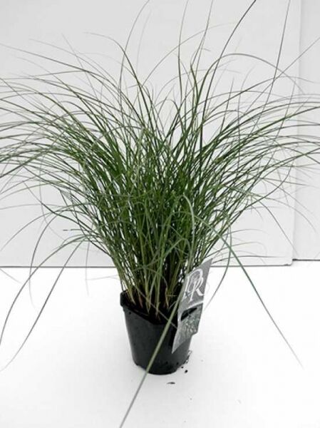 Miscanthus sinensis 'Yaku Jima' / Zwerg-Chinaschilf 'Yaku Jima' C2, dichter Horst im schwarzen Pflanztopf mit schmalen grünen Blättern