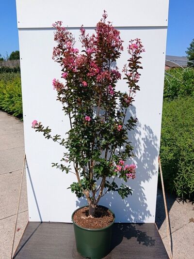 Indische Lagerströmie 'Rhapsody in Pink' / Lagerstroemia indica 'Rhapsody in Pink'