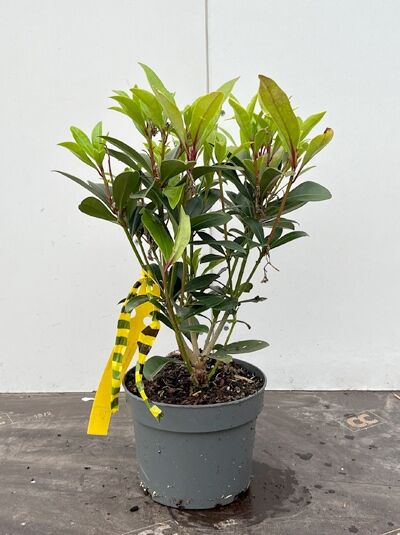 Japanische Skimmie &#039;Rubella&#039; / Skimmia japonica &#039;Rubella&#039;