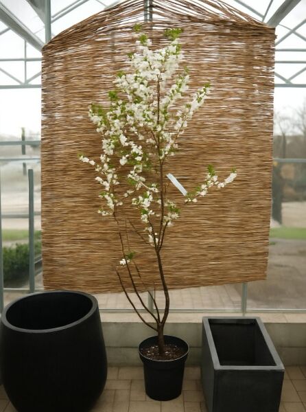 Halesia carolina Schneeglöckchenbaum 150-175 cm C20, mehrstämmiger Strauch im Topf mit weißen Blüten und grünen Blättern
