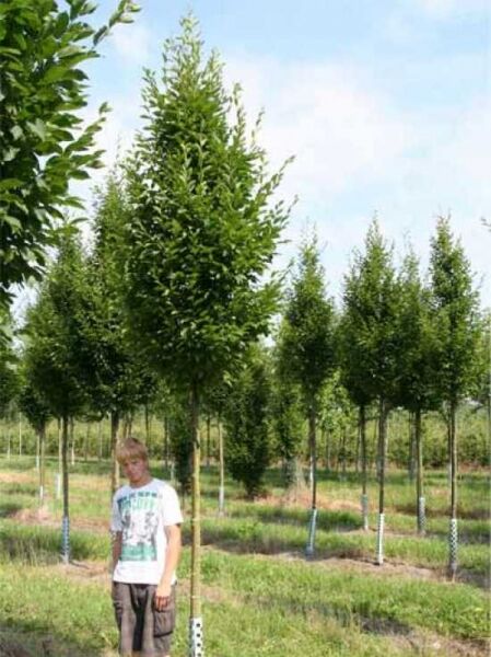 Carpinus betulus 'Fastigiata' (Säulen-Hainbuche) Hochstamm, pyramidenförmige Krone, 12-14 StU, mit Drahtballen.