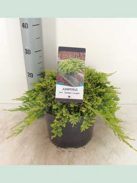 Juniperus squamata 'Golden Carpet' / Zwerg-Wacholder 'Golden Carpet', flach wachsend im C5-Topf, 30–40 cm breit