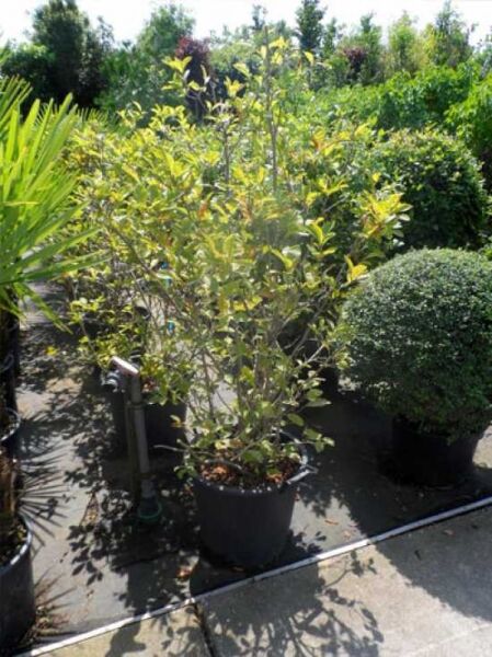 Magnolia loebneri 'Merrill' / Große Stern-Magnolie 'Merrill' 125-150 cm C35, Strauch im Container mit grünem Laub