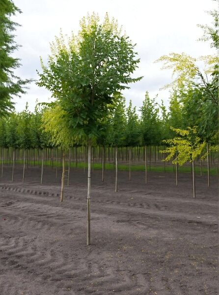 Koelreuteria paniculata (Blasenesche) Hochstamm 14-16 StU mit geradem Stamm und dichter, grüner Krone in Baumschule