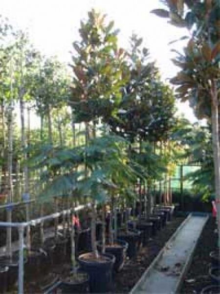 Magnolia grandiflora 'Goliath' / Großblütige Magnolie 'Goliath'
