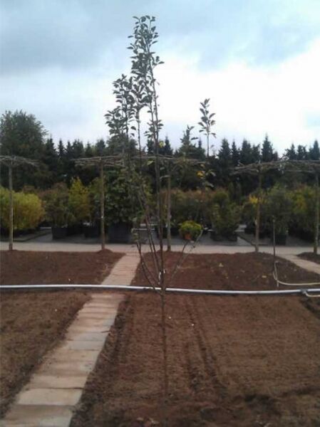 Malus domestica 'Winterrambur' (Winterrambur) Halbstamm 6-8 StU, wurzelnackter Apfelbaum mit schlankem Stamm und Krone