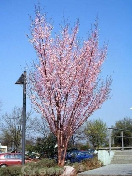 Prunus sargentii 'Rancho' / Scharlach-Kirsche 'Rancho'
