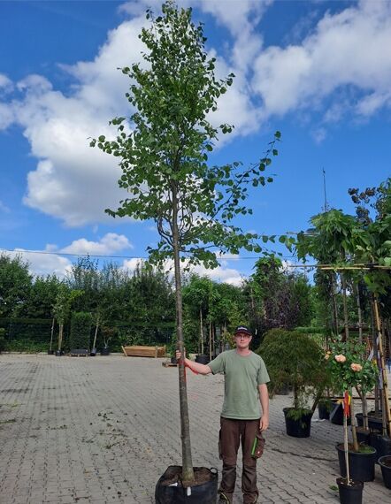 Winter-Linde &#039;Böhlje&#039; / Tilia cordata &#039;Böhlje&#039;