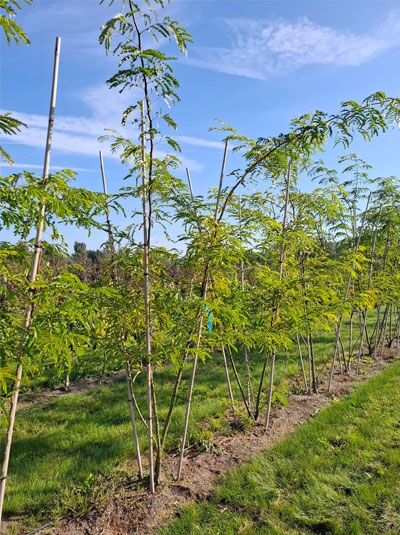 Dornenlose Gleditschie / Dornenloser Lederhülsenbaum / Gleditsia triacanthos f. 'Inermis'