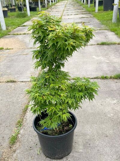 Grüner Zwerg-Fächer-Ahorn 'Mikawa yatsubusa' 60-80 cm / Acer palmatum 'Mikawa yatsubusa' (1567645)