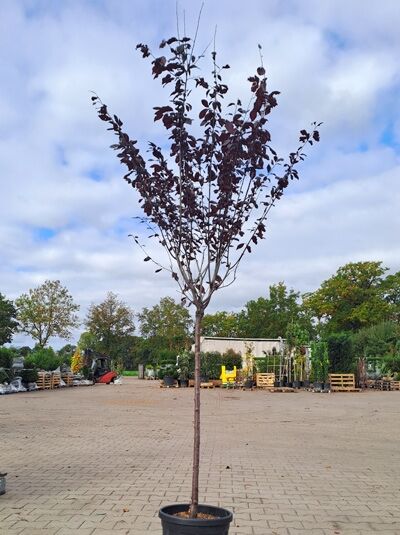 Prunus cerasifera 'Hessei' / Wildpflaume 'Hessei', 100 cm Stamm C25, Hochstamm im Topf mit dunkelrotem Laub und Krone.