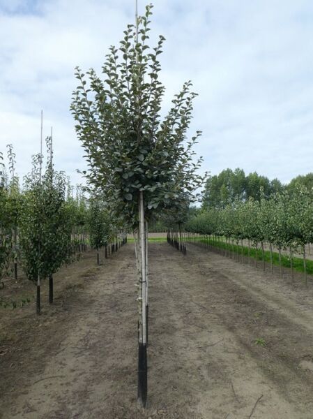 Quitte (Cydonia oblonga) 'Leskovacka' Hochstamm 14–16 StU mit Ballen, junger Baum mit aufrechter Krone und grünem Laub.