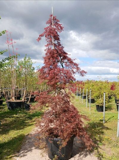 Fächer-Ahorn 'Inaba shidare' / Japanischer Ahorn 'Inaba shidare' / Acer palmatum 'Inaba shidare'