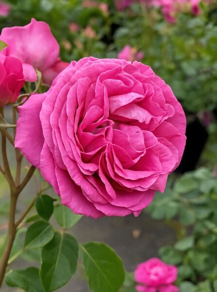 Rosa 'Lilac Topaz'® / Beetrose 'Lilac Topaz'® mit gefüllter, pinkfarbener Blüte und grünen Blättern nah aufgenommen