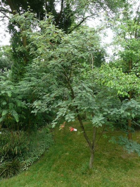 Sorbus hupehensis, Weiße Ziereberesche, mehrstämmiger Zierbaum mit gefiederten Blättern im Garten.