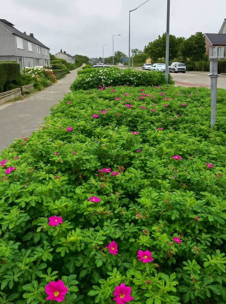 Kartoffel-Rose / Apfel-Rose - Rosa rugosa - Baumschule NewGarden