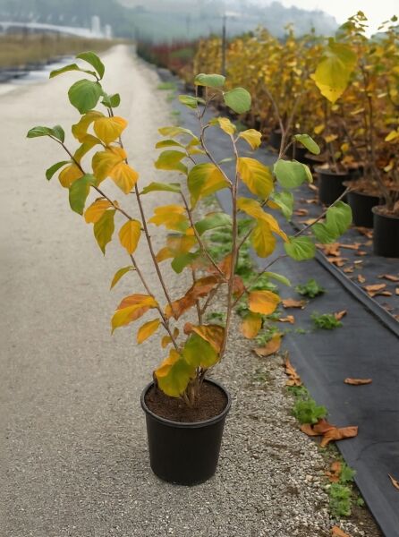 Zaubernuss Hamamelis intermedia 'Jelena' 60–80 cm C7, mehrtriebiger Strauch im Topf mit grün-gelbem Herbstlaub.