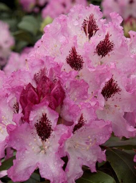 Rhododendron Hybride 'Marina Domschke' / Rhododendron 'Marina Domschke'