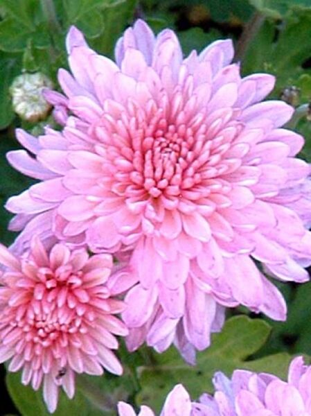 Chrysanthemum hortorum 'Nebelrose' / Herbst-Chrysantheme 'Nebelrose' / Winteraster 'Nebelrose'