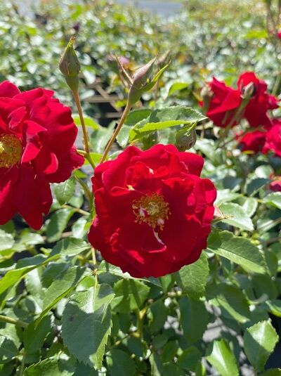 Bodendeckerrose Rosa 'Austriana' mit roten, gefüllten Blüten, gelber Mitte und grünem Laub am Strauch