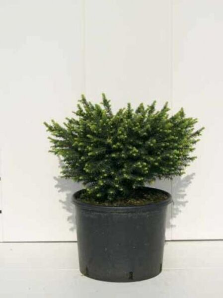 Serbische Kugel-Fichte 'Karel' / Picea omorika 'Karel'