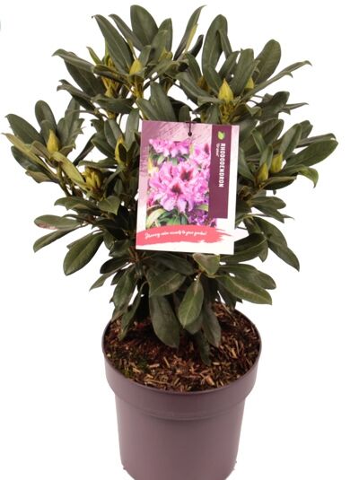 Rhododendron 'Orakel' / Rhododendron Hybride 'Orakel'