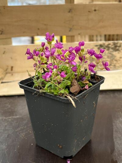 Arabis caucasica 'Pinkie' / Kaukasus-Gänsekresse 'Pinkie' im P9-Topf, mit kleinen pinkfarbenen Blüten und grünem Laub.