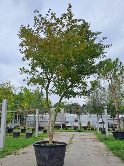 Fächer-Ahorn / Japanischer Ahorn - Acer palmatum (876299)