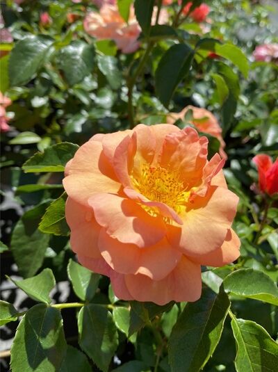 Beetrose Rosa 'Aprikola ®' mit apricotfarbenen Blüten und gelber Mitte, umgeben von grünem Laub