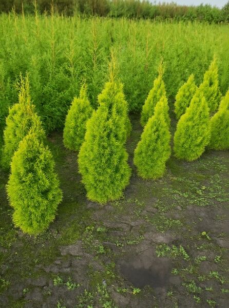 Thuja occidentalis 'Golden Smaragd' (Lebensbaum) 80-100 cm m. B., goldgrüne, kegelförmige Koniferen im Beet