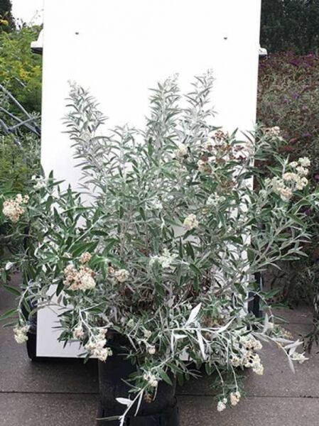 Schmetterlingsstrauch Buddleja davidii 'Silver Anniversary' 100-125 cm C20, Strauch im Container mit silbrigem Laub und hellen Blütenrispen