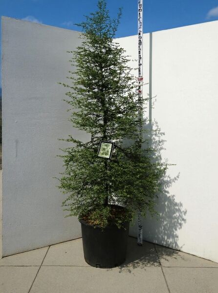 Nothofagus antarctica / Antarktische Scheinbuche 200-250 cm C70 im Container, aufrecht wachsend mit verzweigter Krone.