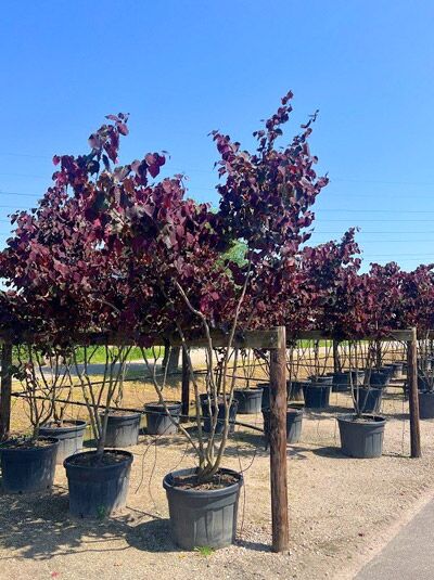 Amerikanischer Judasbaum 'Forest Pansy' mehrstämmig - Cercis canadensis 'Forest Pansy'