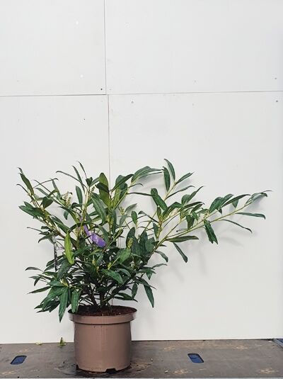 Prunus laurocerasus 'Zabeliana' / Schmalblättriger Kirschlorbeer 'Zabeliana' 50-60 cm m. B. im Topf, buschiger Wuchs, schmale Blätter